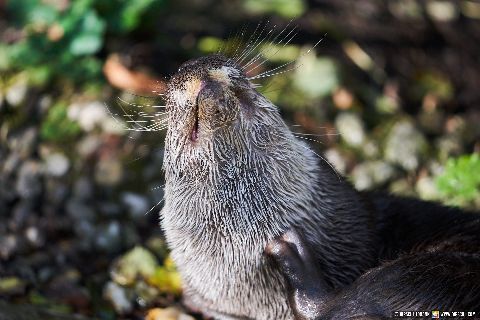 Gemeinde Straubing Landkreis Straubing-Bogen Zoo Tiergarten Straubing (Dirschl Johann) Deutschland SR